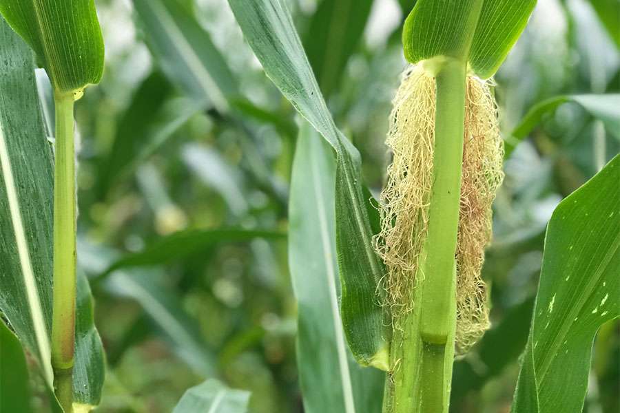 Från jord till skål – Popcornets resa börjar i majsfältet